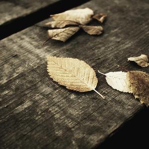 国产精品视频免费
